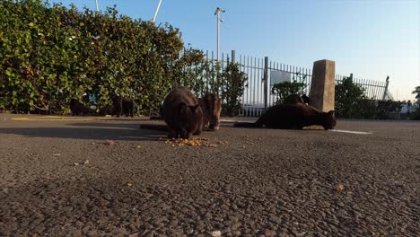 gatos negros y marrones abandonados sin hogar en un estacionamiento comiendo comida seca para gatos colocada en el suelo en un patio de botes