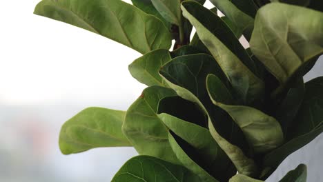 indoor plant leaves swaying slightly