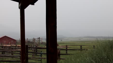 Verano-Colorado-Pasto-Valla-Hierba-Soplando-En-El-Viento