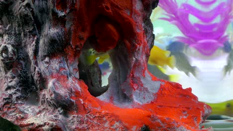 fishes in underwater in colorful aquarium