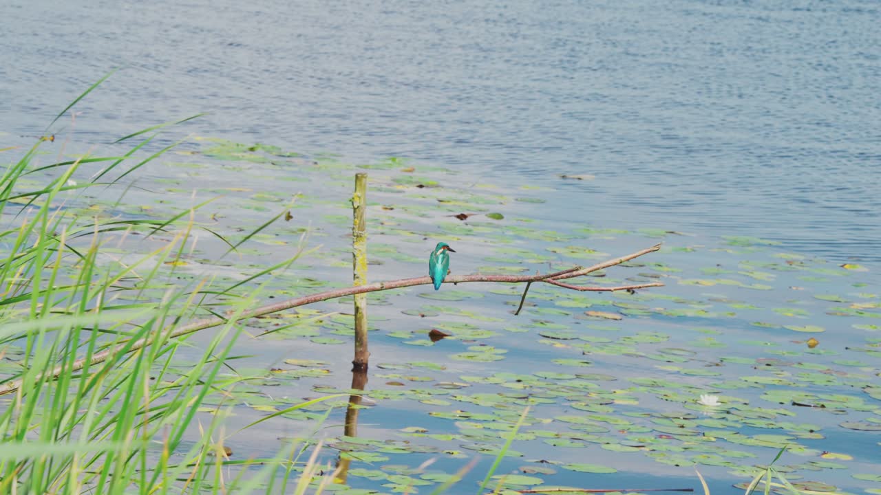 Bredt oversiktsbilde av isfugl sittende på en gren over en idyllisk dam i Friesland, Nederland, nær gresskanten.