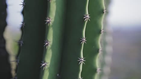 beautiful macro closeup of cactus spine and thorns in tropical environment