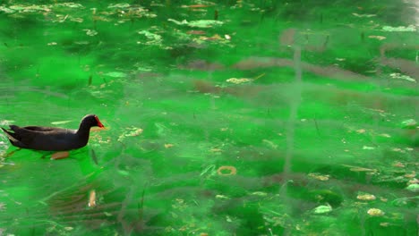 close-up-shot-of-Dusky-Moorhen,-Gallinula-tenebrosa-finding-and-feeding-food-on-grass-near-lake