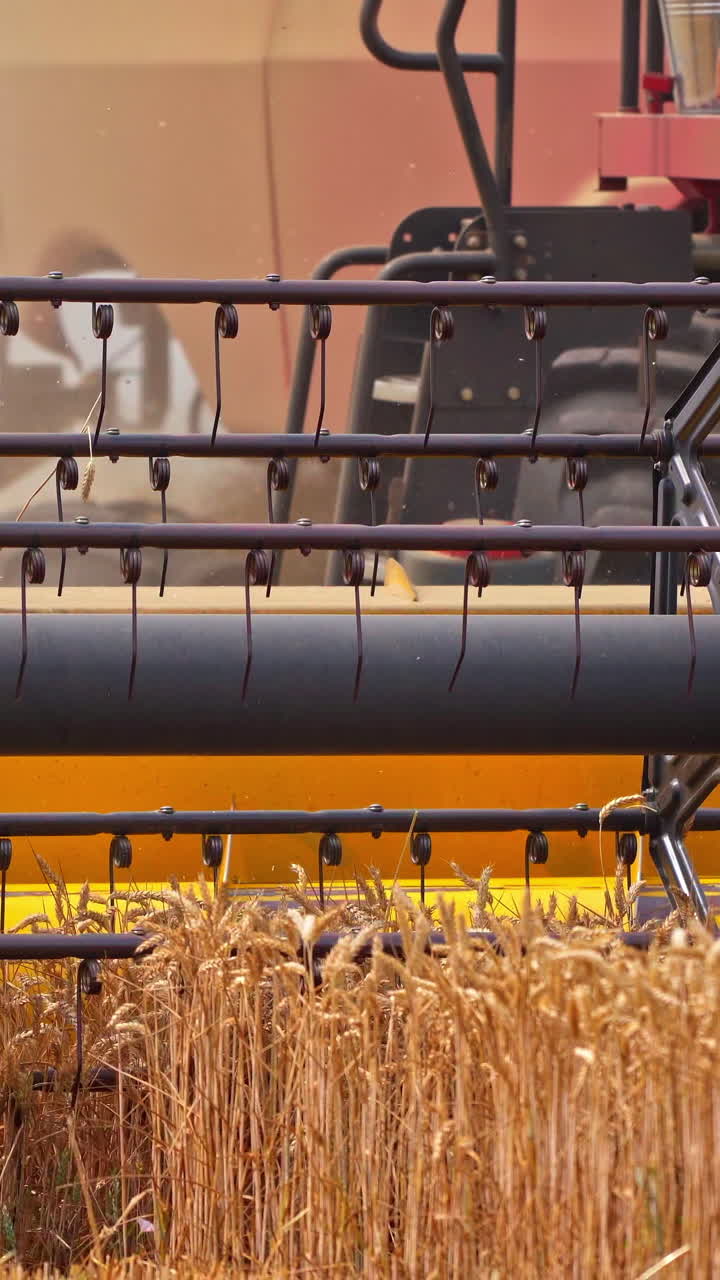 Machine farming countryside. Wheat harvesting in yellow field by big combine. Vertical video