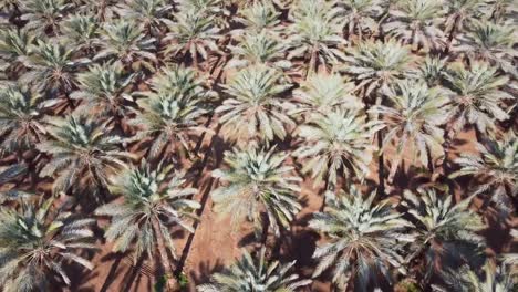 toma aérea giratoria de árboles de hoja perenne de palma de granja de dátiles en un día soleado