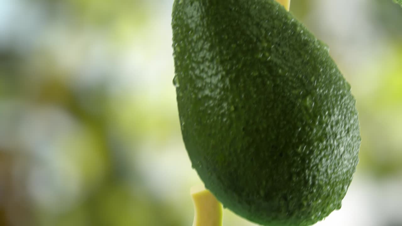 aguacate con rebanadas cayendo en el fondo del jardín