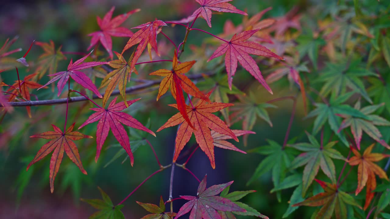 Kaunis lähikuva japaninvaahteran lehdistä, joissa näkyy luonnollinen värien gradientti kesänvihreästä syksynpunaiseen. Vuodenaikojen vaihtumisen symboli