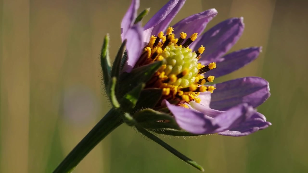 Nærbilde time-lapse av en lilla blomsterknopp som åpner seg