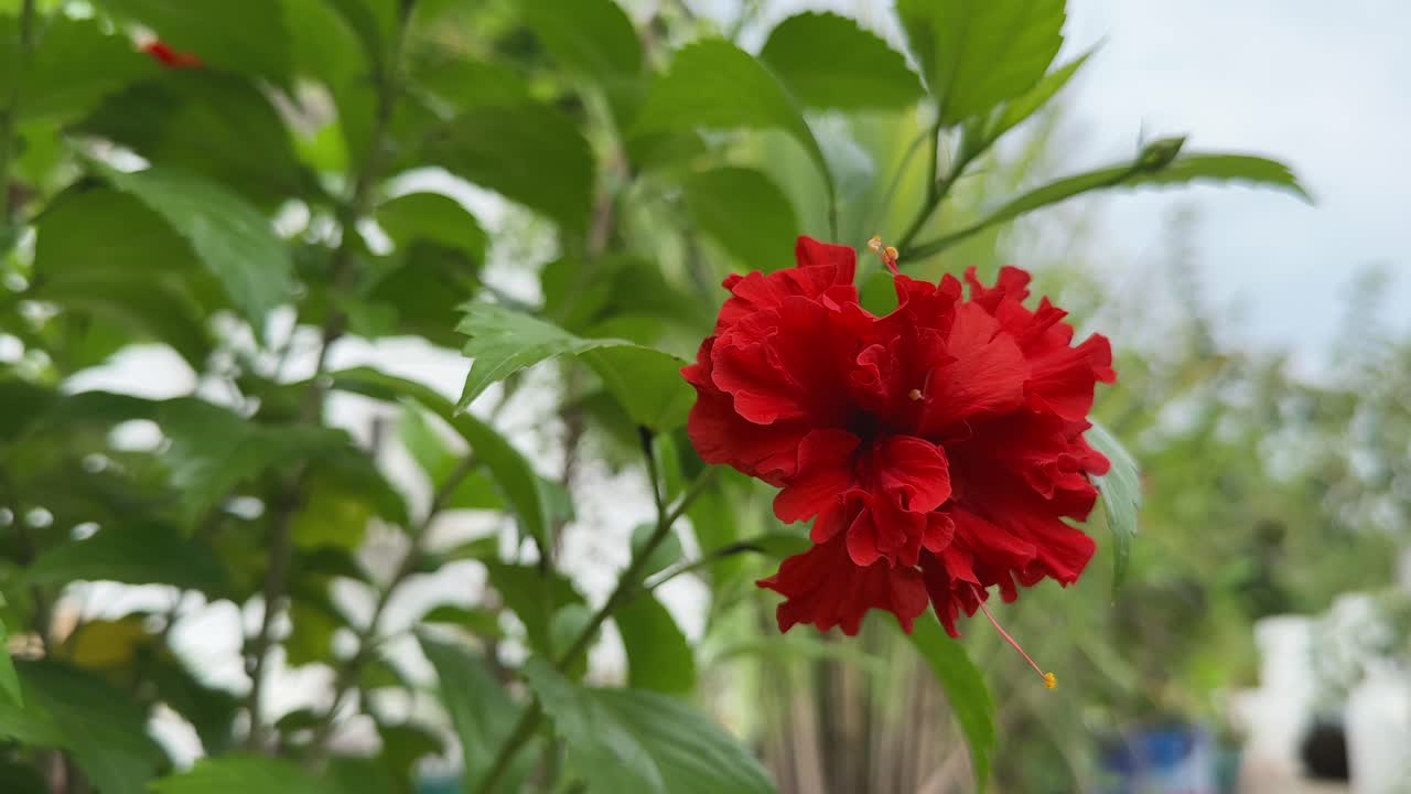 wide shot of Hibiscus mutabilis swaying gently in the wind it was originally native to southern China, it is now found on all continents