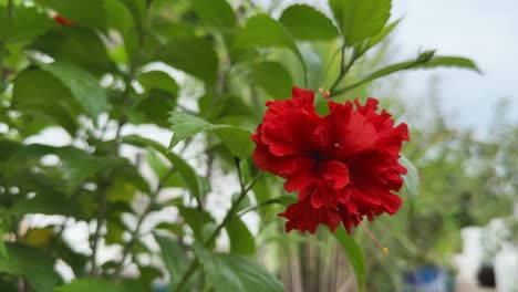 wide shot of hibiscus mutabilis swaying gently in the wind it was originally native to southern china, it is now found on all continents