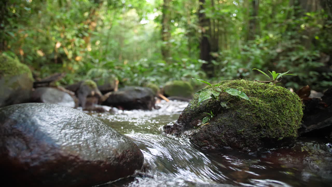 Slowmotion af en flod, der strømmer i Amazonas-skoven, Saul, Fransk Guyana