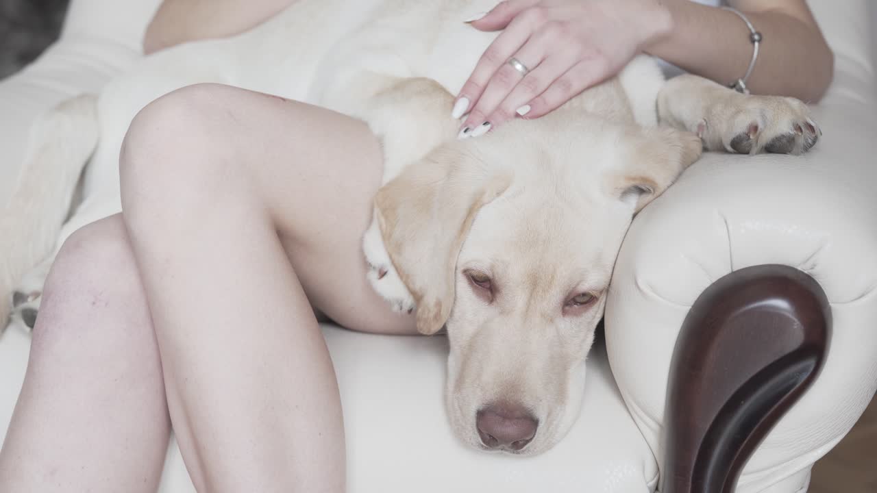 개가 잠들려고 하는 동안 암컷의 손은 등뼈에 애완견을 문지른다