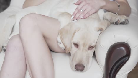 female hands rubbing the pet dog on its spine-back while the dog trying fall asleep