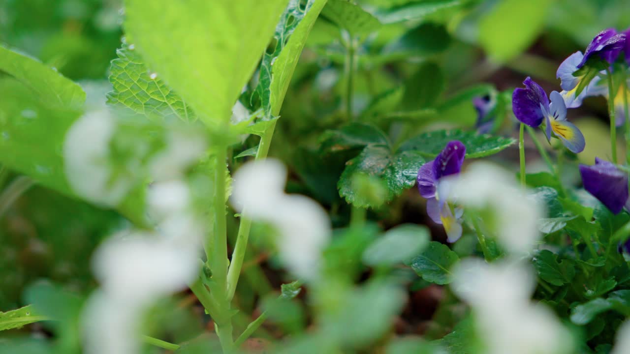 Fiori di fragola che sbocciano. La messa a fuoco a cremagliera rivela delicati fiori bianchi tra le foglie verdi in un giardino. Filmato da terra di natura biologica, botanica primaverile e crescita della vegetazione.