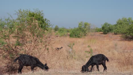 Black-goats-grazing-peacefully-in-nature-of-Savanna-Tianyar-in-Bali,-Indonesia