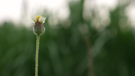 Small-white-yellow-flowers-sway-in-the-wind-against-a-green-tree-background