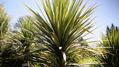 Young-palm-trees-in-sunshine-that-are-native-to-New-Zealand