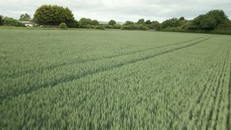 aerial push in over green wheat crop, rural agricultural land closeup