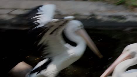 pelican swimming gracefully in dark pond with natural green surroundings