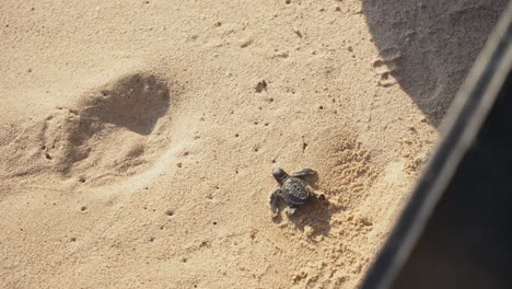 vista de arriba hacia abajo de pequeñas tortugas bebés de mar lindas cruzando la playa