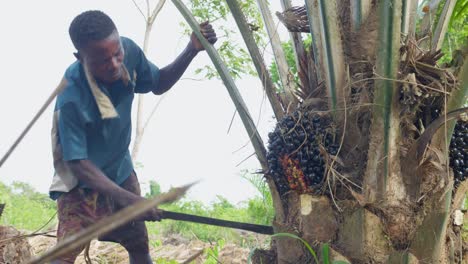 Cámara-Lenta-De-Un-Granjero-Africano-Negro-Cortando-Una-Palmera-Usando-Un-Machete-Afilado-En-El-Bosque