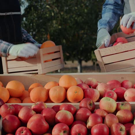 Los-Comerciantes-Colocan-Frutas-En-La-Ventana-De-La-Feria-De-Agricultores.