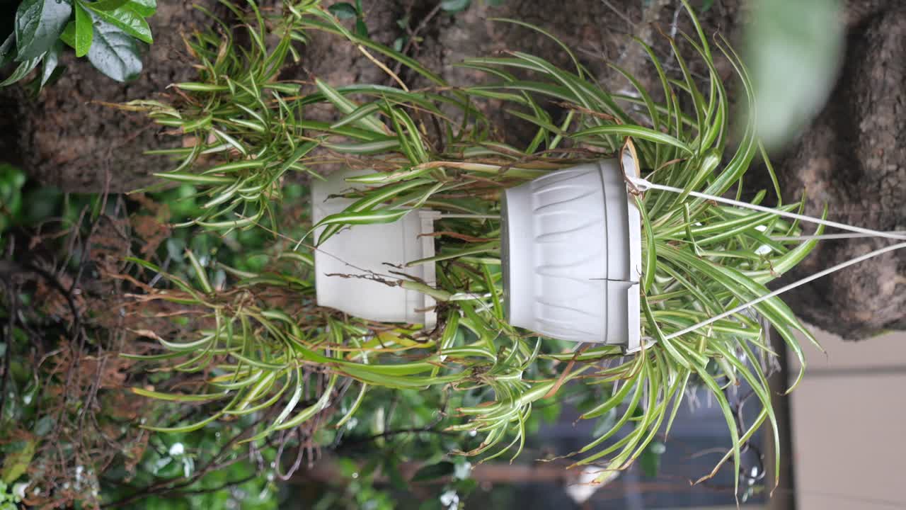 Hanging Spider Plants in Pots
