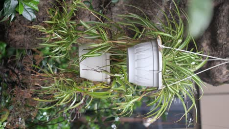 hanging spider plants in pots