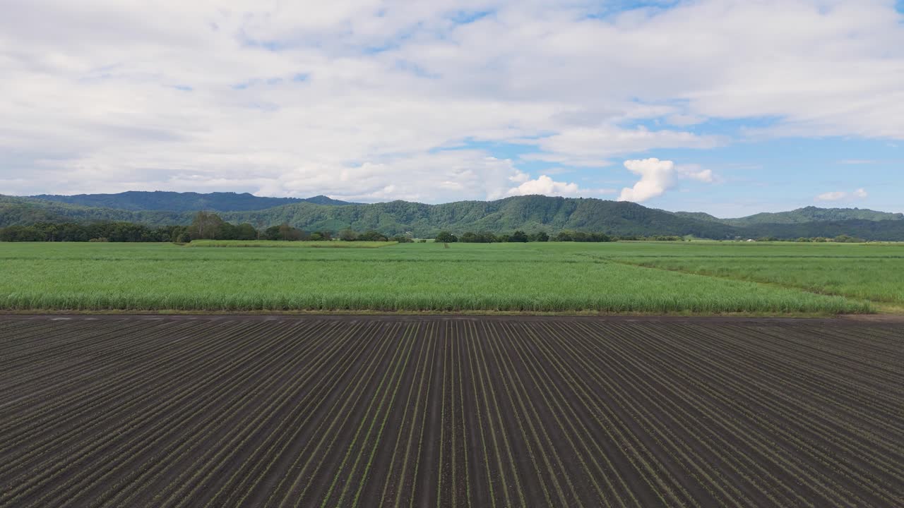 Lush green fields under a clear blue sky