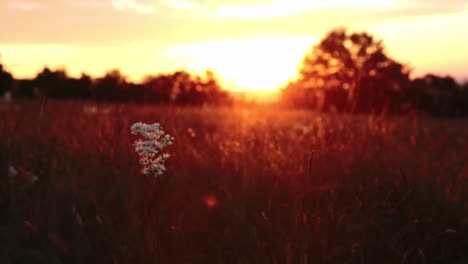 a white flower in a field illuminated by the sunrise