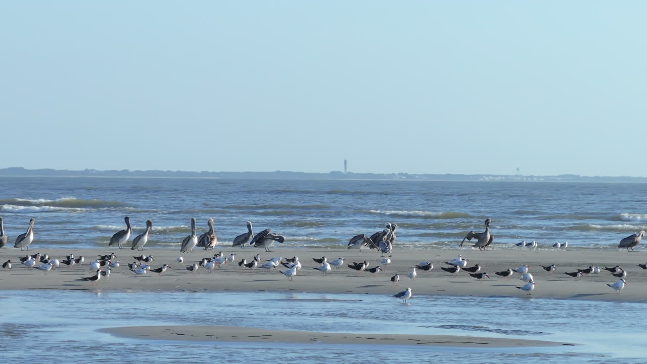 Seabirds on the Beach