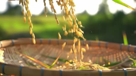 harvesting rice: a close-up look at the traditional process of threshing and separating grain from husk in a beautiful rural setting