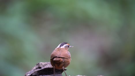 un pájaro hablador de tapa negra javanés camina sobre madera seca, luego come termitas
