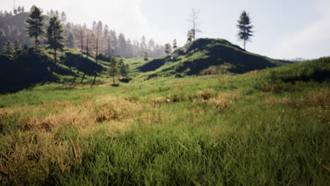 serene grassland landscape with rolling hills and forest in the background