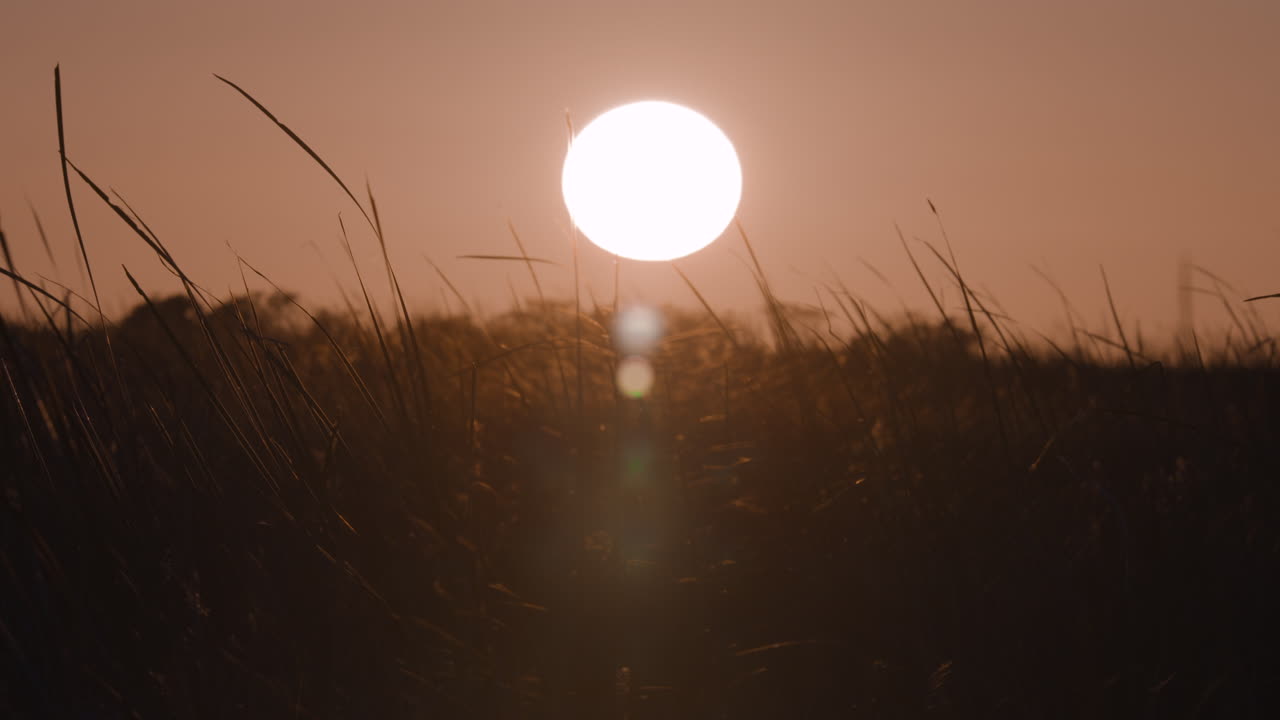 закат над травяным полем