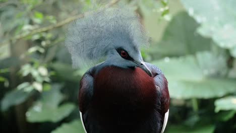 close up shot of southern crowned pigeon in profile