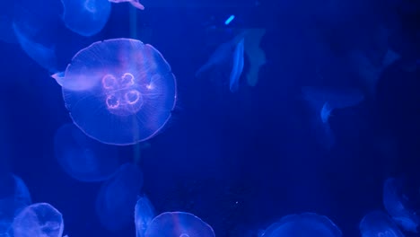 jellyfish background dark water light