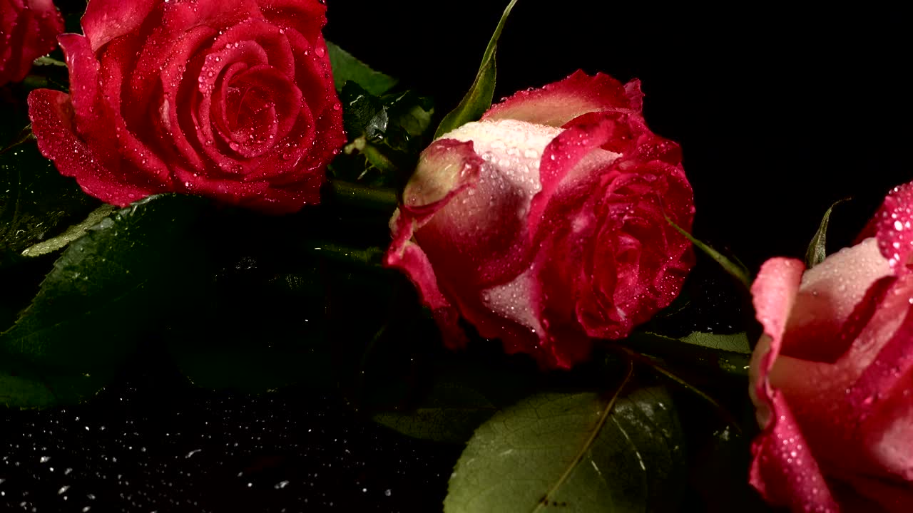 Siyah bir arka planda kırmızı güller