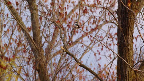 spring morning flight of purple martins immortalized in slow motion.