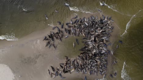 Gran-Manada-De-Focas-Descansando-Junto-Con-Cormoranes-Y-Otras-Especies-De-Aves-En-Una-Isla-De-Arena-En-La-Reserva-Mewia-Lacha,-Frente-A-La-Costa-Polaca-En-El-Mar-Báltico