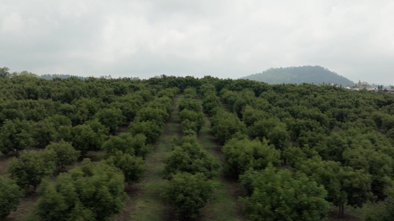 Avocado orchard covering hillside terrain with layered green vegetation and distant hills, aerial drone overview
