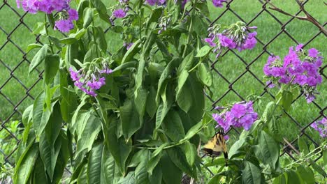 Butterfly-flying-and-feasting-on-a-purple-phlox-on-a-sunny-day,-close-up