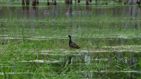 Seen-looking-straight-to-the-camera-and-to-the-right-while-seen-in-the-middled-of-a-wetland,-Bronze-winged-Jacana-Metopidius-indicus,-Thailand