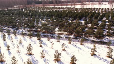 Tannenzapfen-Gärtnerei-Im-Winter