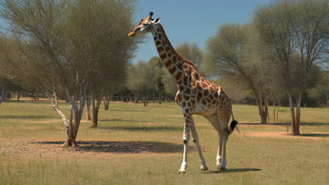 giraffe in a savanna