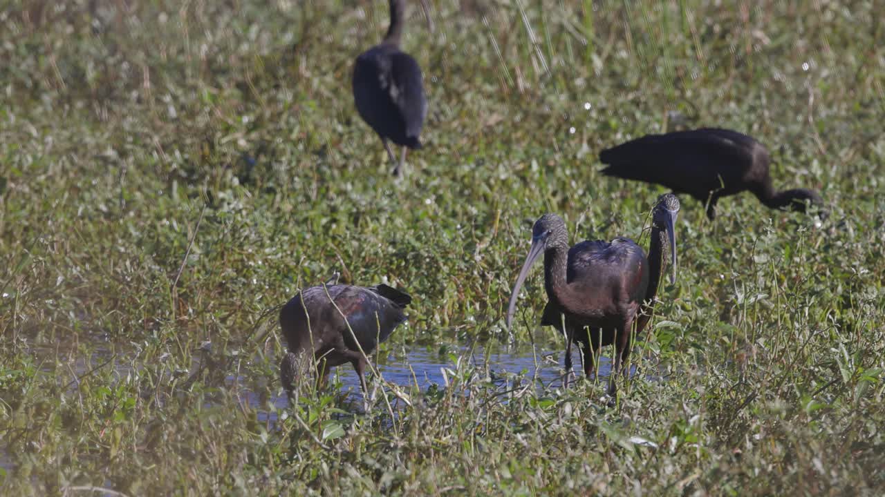 Glossy Ibises grazing in shallow wetland grass