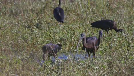 glossy ibises grazing in shallow wetland grass