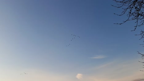 flock of migrating greylag geese flying in v-formation siluetted in the sunrise sky