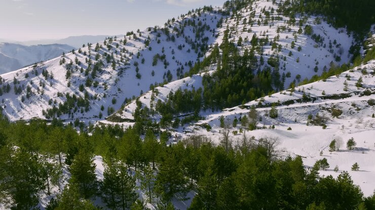 Snowy Mountain Landscape with Pine Trees