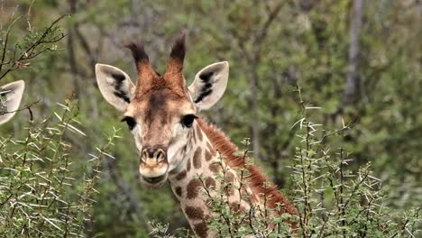 una girafa joven del sur linda y carismática que se alimenta de árboles de acacia